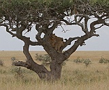Lions in a tree, Serengeti